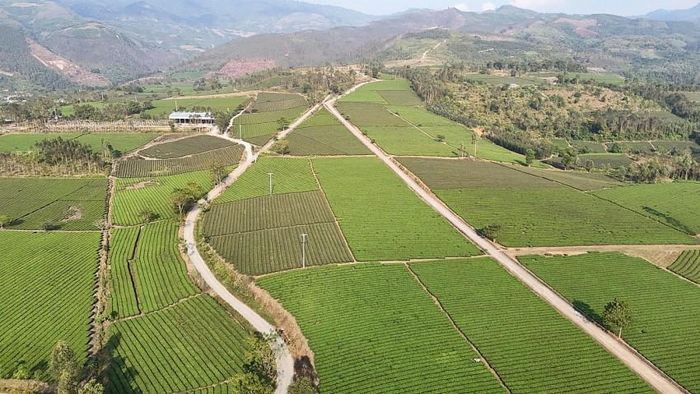 Lào Cai xây dựng vùng chè tập trung an toàn, chất lượng cao hướng tới thị trường châu Âu (EU).