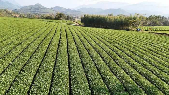 Các doanh nghiệp, hợp tác xã được khuyến khích tăng cường liên kết sản xuất, chế biến và tiêu thụ, hướng tới các thị trường xuất khẩu có yêu cầu cao.