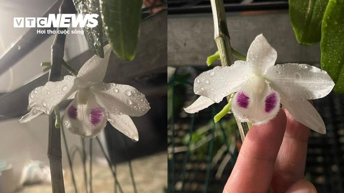 Chậu lan Đại cát mới ra hoa của anh Cường.