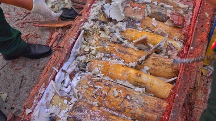 Bằng thủ đoạn tinh vi này, hơn 1,1 tấn ngà voi được giấu trong các hộp gỗ.