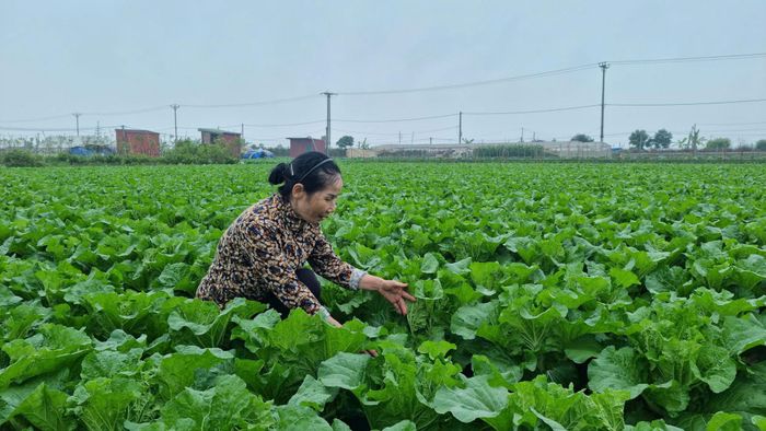 Hình thành các vùng sản xuất tập trung. Ảnh: PV