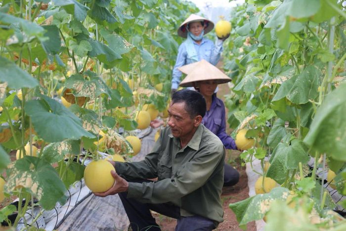 Không chỉ tạo giá trị kinh tế, chuyển đổi còn góp phần giải quyết tình trạng bỏ ruộng hoang tại những vùng đất trũng. Ảnh: PV