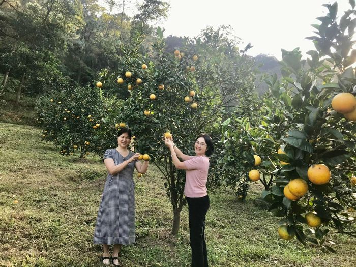 Mùa cam chín ở khu sản xuất hữu cơ vi sinh của Hợp tác xã Tiên Dương. Ảnh: Hoàng Anh