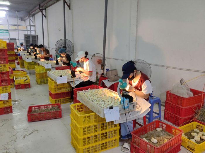 Trong phân xưởng phân loại gà giống của doanh nghiệp Ngọc Mừng. Ảnh: Khắc Kiên