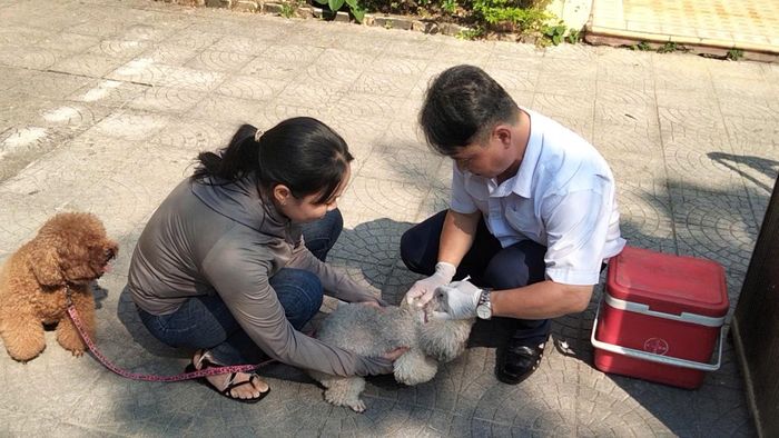 Tiêm phòng trên đàn chó mèo. Ảnh: Văn Hưng.