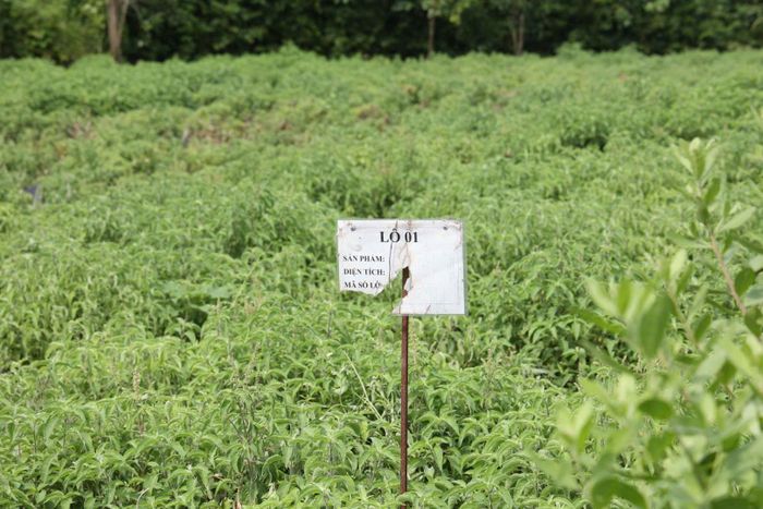 Khu trồng dược liệu của Hợp tác xã Sinh Dược. Ảnh: Tuấn Anh