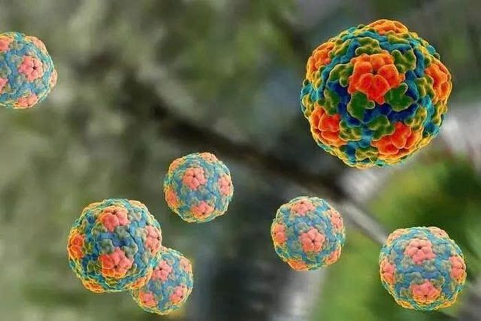 Viêm gan A là bệnh nhiễm trùng gan do virus viêm gan A (HAV) gây ra. Ảnh: Adobe Stock.