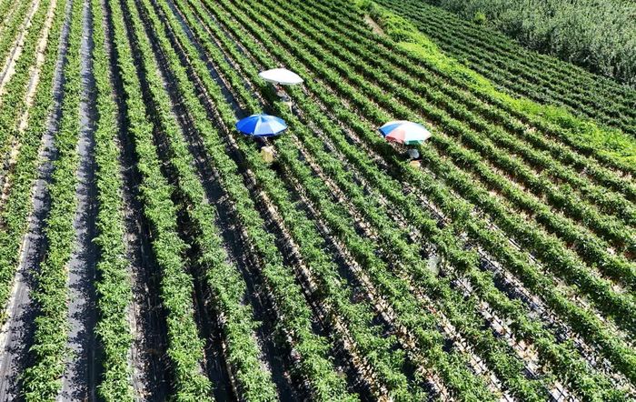  Nông dân thu hoạch ớt dưới bóng ô trong đợt cảnh báo nắng nóng ở Andong, Hàn Quốc. Ảnh: Reuters. 