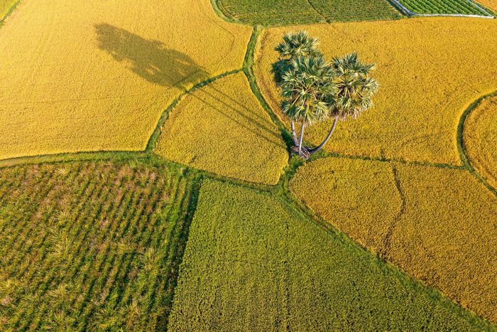 Cánh đồng thốt nốt trước mùa gặt trong MV (ảnh trái) và khi đã chín vàng (ảnh phải). Ảnh: Phương Mỹ Chi, Lê Anh Tuấn.