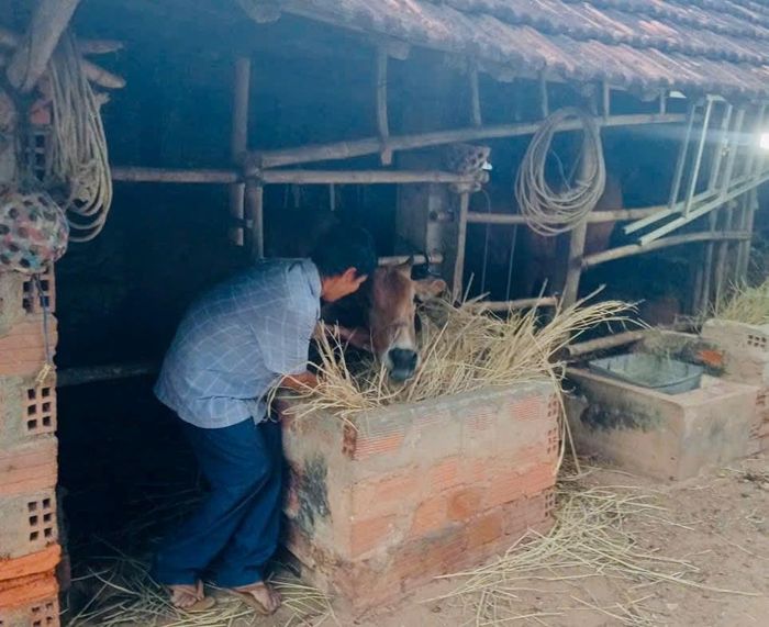 Nhận được hỗ trợ 7 triệu đồng, gia đình bà Trần Thị Lương ở thôn Tân Phú, xã Phù Mỹ Bắc, tỉnh Gia Lai mua bò về nuôi.