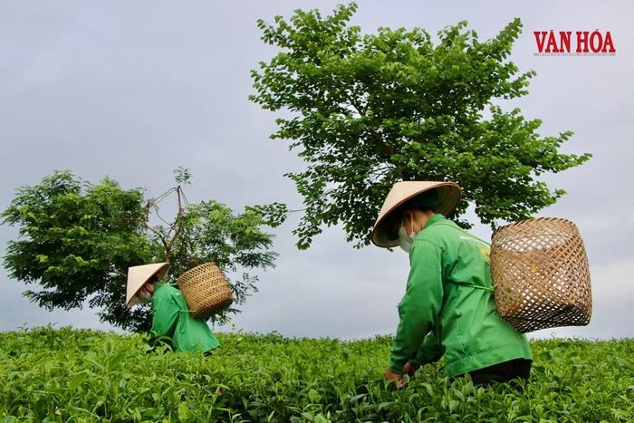Người dân hái chè tại xã Tân Cương
