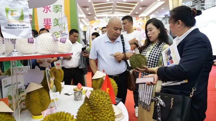 Theo đánh giá của giới phân tích, sầu riêng Việt Nam có khả năng sẽ bắt kịp Thái Lan trong cuộc đua vào thị trường Trung Quốc. Ảnh: Quân Hưng