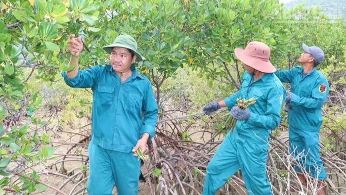 Thành viên Tổ tình nguyện bảo vệ rừng ngập mặn thôn Mỹ Hòa, xã Vĩnh Hải, tỉnh Khánh Hòa lội nước thu hái hạt đước, lựa cây giống để trồng mở rộng diện tích trên nền đất chủ yếu là san hô cổ đã vôi hóa, nghèo dinh dưỡng, khó giữ nước.