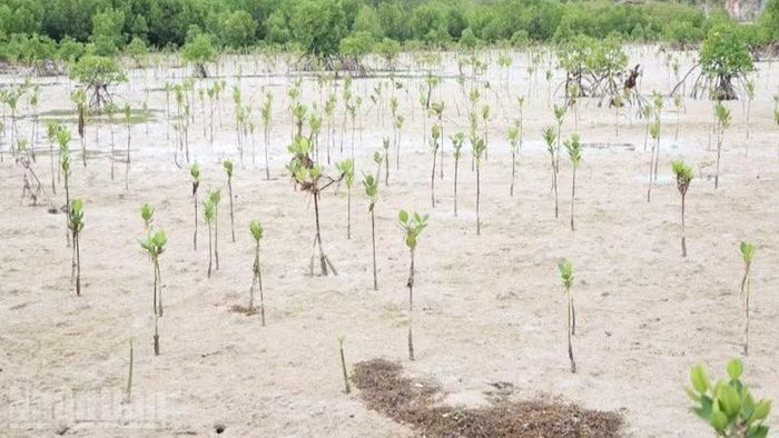 Vùng rừng ngập mặn ở xã Vĩnh Hải ngày càng xanh tốt, kiến tạo một hệ sinh thái đa dạng sinh học, bền vững trong tương lai của Khu dự trữ sinh quyển thế giới Núi Chúa.