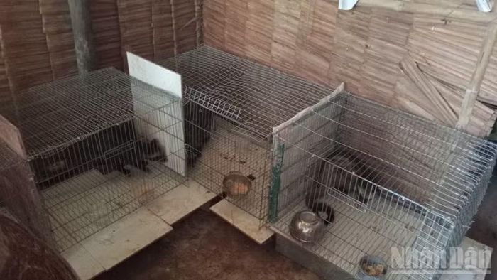 Nguồn thức ăn chồn hương sẵn có như chuối, cá phụ phẩm, phù hợp với điều kiện của gia đình. (Ảnh: VĂN ÚT)