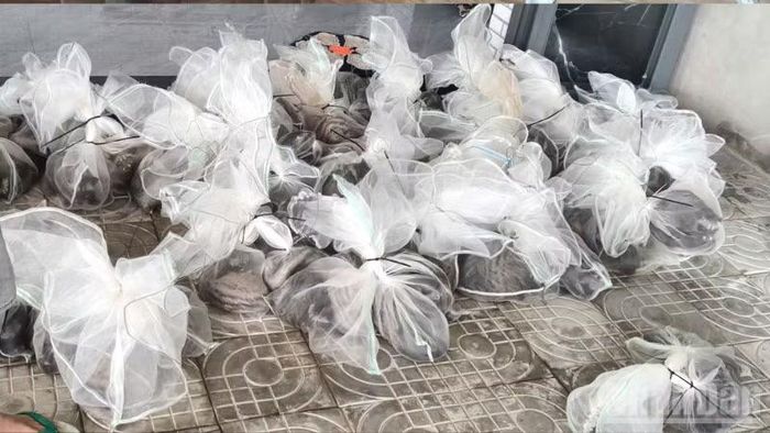 Một trong những điểm đáng chú ý của dự án là xây dựng liên kết sản xuất và tiêu thụ. (Ảnh: VĂN ÚT)