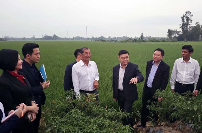 Chủ tịch Quốc hội Lào Xaysomphone Phomvihane thăm cánh đồng lúa ST25 tại xã Đại Tâm, huyện Mỹ Xuyên, tỉnh Sóc Trăng, tháng 12-2024. Ảnh: TTXVN