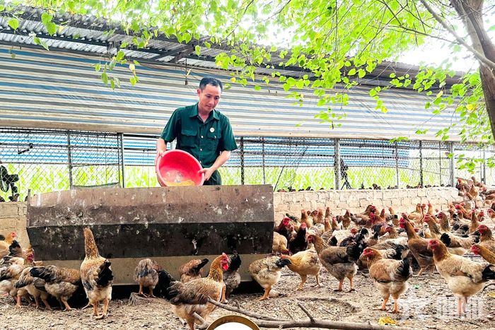 Cựu chiến binh Ngô Văn Tứ chăm sóc đàn gà của gia đình.