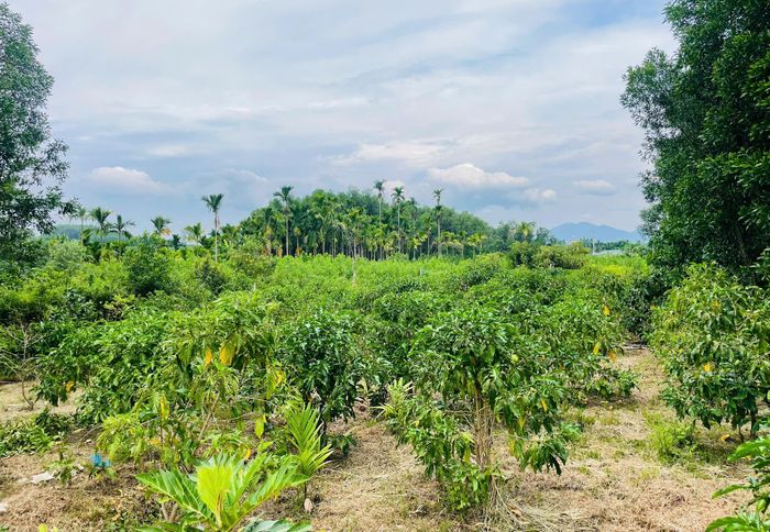  Vườn cây nhàu do anh Hậu gây dựng suốt 3 năm. Ảnh: NGUYỄN TRANG 