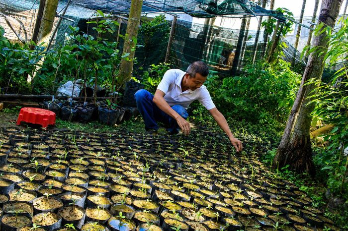  Tạo vườn ươm để chủ động cây giống. Ảnh: NGUYỄN TRANG 