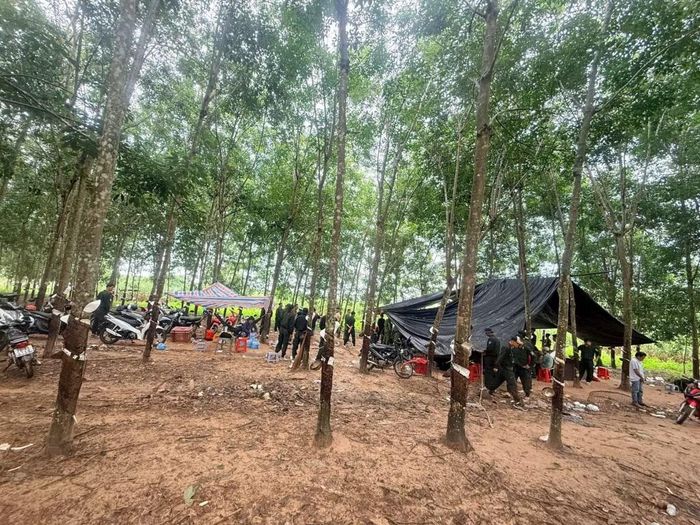 Lực lượng Công an đột kích, triệt phá sới đá gà trong vườn cao su ở Tây Ninh. Ảnh: Công an Tây Ninh
