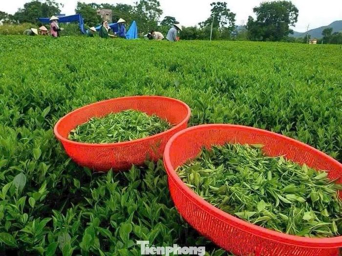 Doanh nghiệp sản xuất trà mong lãi suất cho vay giảm về dưới 10%/năm.