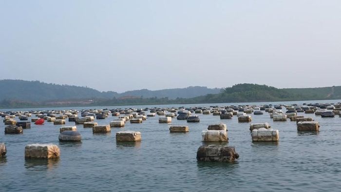 Tình trạng dùng phao xốp tại khu vực xã Đông Ngũ, tỉnh Quảng Ninh.