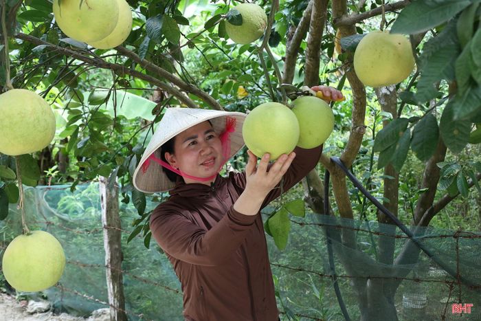 Vườn bưởi của nhiều hộ dân ở xã Phúc Trạch được nhân giống từ cây đầu dòng cho năng suất cao và ít sâu bệnh.