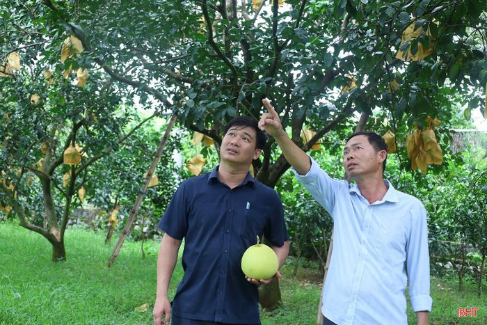 Ông Võ Tá Tài (ngoài cùng bên phải), Cơ sở bảo tồn quỹ gen và nhân giống bưởi Phúc Trạch, Trung tâm Khuyến nông Hà Tĩnh trao đổi về sự cần thiết trong việc tiếp tục tuyển chọn, đánh giá, công nhận cây đầu dòng.