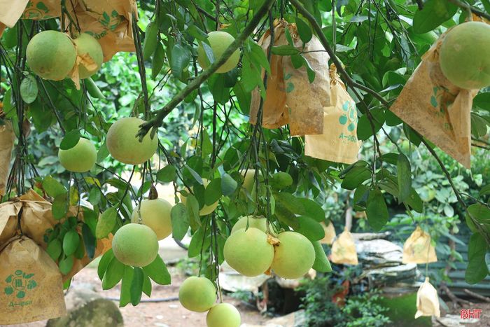 Thông qua chiết cành và mắt ghép, cây bưởi đầu dòng của gia đình ông Phan Quốc Bình đã sản xuất được hàng ngàn cây giống để mở rộng diện tích bưởi của gia đình và người dân trong thôn.