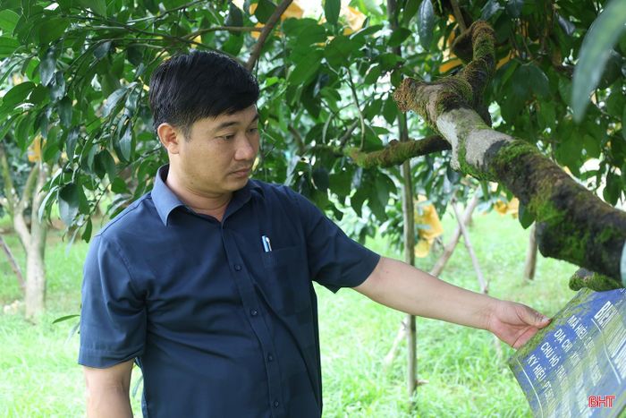 Ông Phan Anh Thái - Phó Trưởng phòng Kinh tế, UBND xã Phúc Trạch kiểm tra cây bưởi đầu dòng trên địa bàn xã.