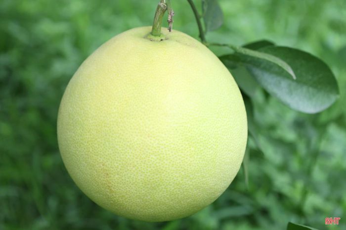 Bưởi Phúc Trạch được nhân giống từ cây đầu dòng giữ được đặc tính tốt của cây mẹ về năng suất, chất lượng và khả năng kháng sâu bệnh.