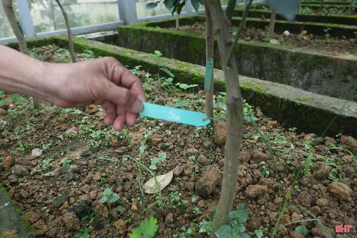 Cơ sở bảo tồn quỹ gen và nhân giống bưởi Phúc Trạch khai thác mắt ghép từ cây đầu dòng để tạo cây S0, lưu giữ an toàn trong nhà lưới.