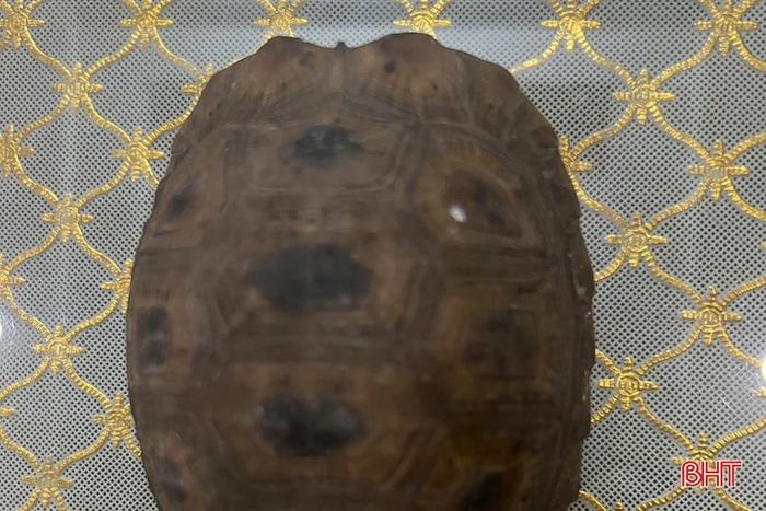 Cá thể rùa vàng quý hiếm có tên khoa học là Indotestudo elongata, thuộc nhóm IIB.