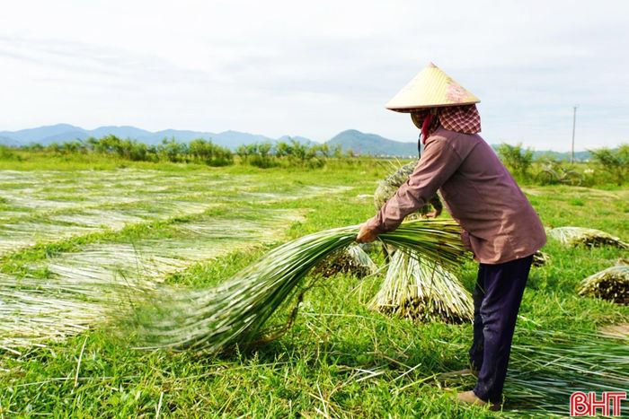  Bà Đậu Thị Hiền (thôn Hồng Lam, xã Nghi Xuân) cho biết: “Gia đình tôi sản xuất hơn 6 sào cói và đã bắt đầu thu hoạch được hơn một tuần nay. Tuy nhiên, sản lượng cói năm nay thấp hơn so với các năm trước do ảnh hưởng của bão lũ khiến nhiều mầm cói bị chết, sinh trưởng kém. Với cùng diện tích này, năm ngoái gia đình tôi thu hoạch được khoảng 3,5 – 4 tấn cói, nhưng năm nay chỉ đạt khoảng 2 tấn”. 