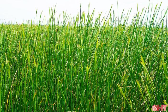 Mỗi mùa thu hoạch, cây cói không chỉ mang lại giá trị kinh tế mà còn trở thành nguồn nguyên liệu phục vụ sản xuất các sản phẩm thủ công mỹ nghệ. Nghề trồng cói vì thế vẫn được người dân Hồng Lam duy trì qua nhiều năm. Giữa vùng bãi bồi sông Lam, những cánh đồng cói tiếp tục gắn với sinh kế và đời sống của người dân nơi đây.