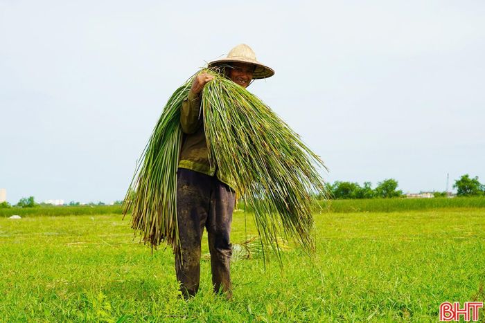 Từng cây cói được người dân cắt, gom thành bó rồi vận chuyển ra khỏi ruộng. Công việc tưởng chừng đơn giản nhưng khá vất vả, nhất là trong những ngày thời tiết nắng nóng.