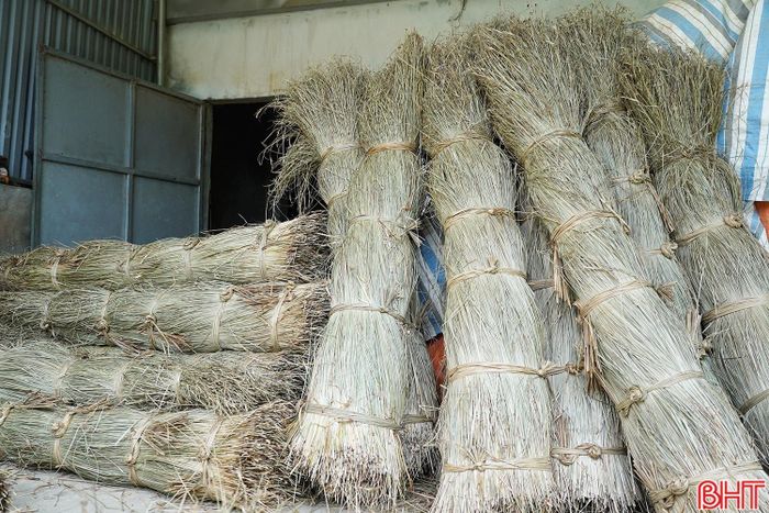 Cói sau khi phơi 2 - 3 nắng sẽ được người dân buộc lại thành từng bó gọn gàng, bảo quản ở nơi khô ráo.