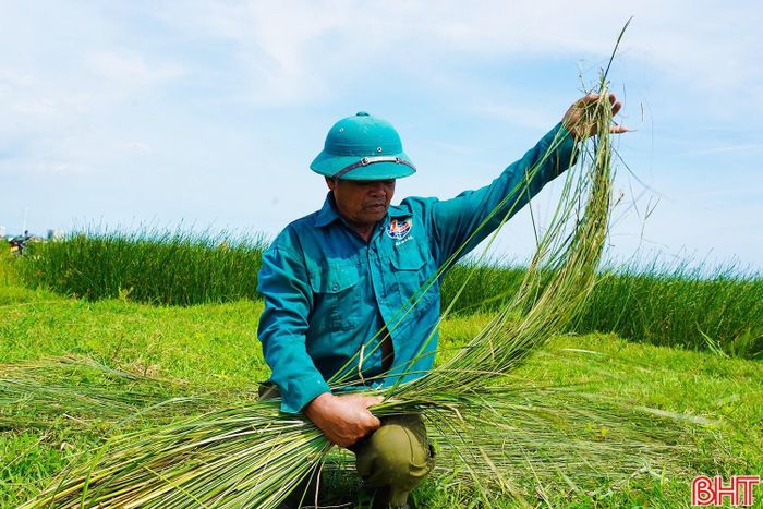  Ông Nguyễn Thế Lục - Bí thư Chi bộ thôn Hồng Lam (xã Nghi Xuân) cho hay: “Hiện nay, thôn Hồng Lam có 130 hộ dân, trong đó, hơn 50% số hộ vẫn đang duy trì nghề sản xuất cói. Năm nay, sản lượng cói không bằng các năm trước nhưng giá thu mua lại tăng đáng kể, từ khoảng 11.000 đồng/kg lên 16.000 đồng/kg. Thương lái từ tỉnh Thanh Hóa đến tận nơi thu mua nên người dân khá thuận lợi trong tiêu thụ. Thời tiết đang nắng ráo, địa phương đôn đốc bà con tranh thủ thu hoạch, hạn chế thiệt hại khi mùa mưa bão đến”. 