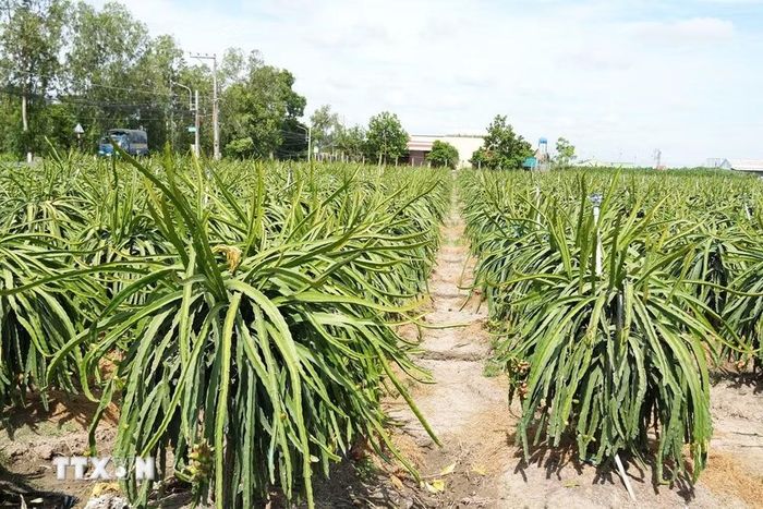 Vùng chuyên canh thanh long khoảng 9.000ha của tỉnh Đồng Tháp. (Ảnh: Công Trí/TTXVN)