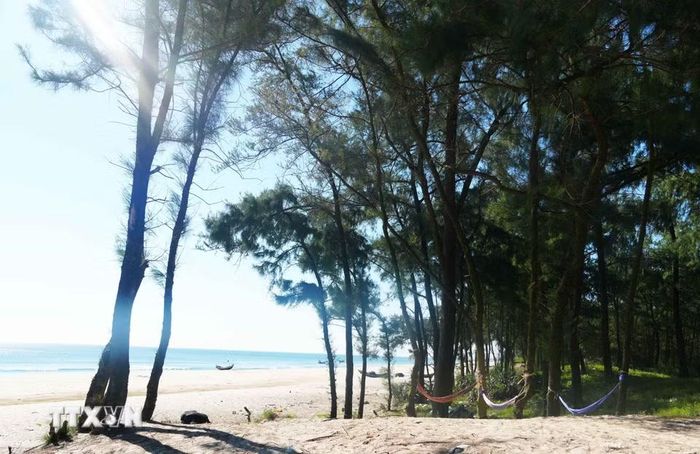Vẻ đẹp yên bình, tự nhiên bên rừng phi lao của bãi biển xã Bến Hải, tỉnh Quảng Trị. (Ảnh: Tường Vi/TTXVN)