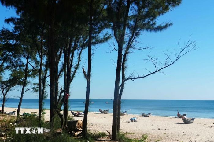 Vẻ đẹp yên bình, tự nhiên bên rừng phi lao của bãi biển xã Bến Hải, tỉnh Quảng Trị. (Ảnh: Tường Vi/TTXVN)