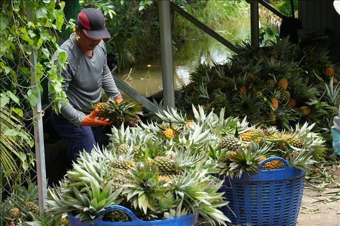 Nông dân xã Tân Phước 3, tỉnh Đồng Tháp thu hoạch dứa.