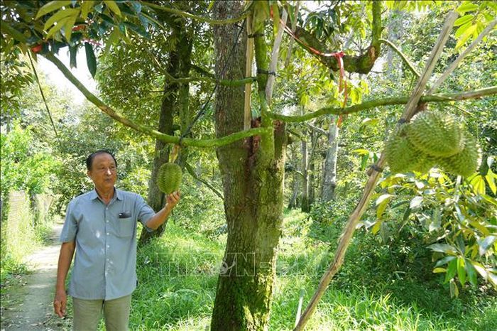Ông Dương Văn Đây, xã Ngũ Hiệp, tỉnh Đồng Tháp, xây dựng vùng trồng sầu riêng đạt chuẩn xuất khẩu với diện tích 2,7 ha.