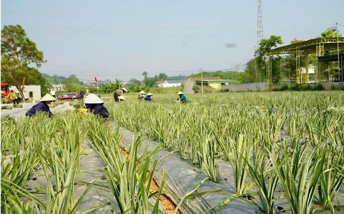 Người dân các địa phương tăng cường chăm sóc cây dứa trong thời kỳ phát triển.