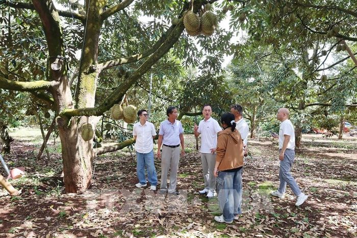 Đoàn thương nhân từ Hà Nam, Trung Quốc, lần đầu tiên đến Đắk Lắk, tìm kiếm cơ hội kinh doanh trong 20 ngày, nhưng đã chốt hợp đồng ngay trong ngày đầu tiên. Ảnh: Kha Phạm - TTXVN