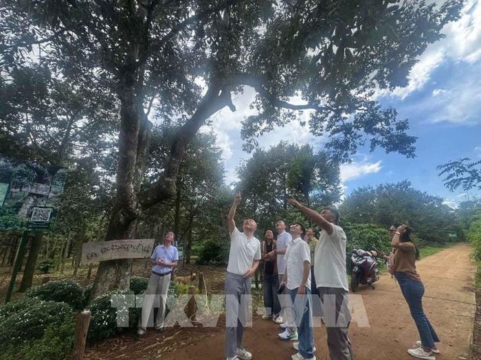 Đoàn thương nhân từ Hà Nam, Trung Quốc thích thú với cây sầu riêng trăm tuổi, "Người gác gió" đi qua thế kỷ, tại xã K'rông Pắc, tỉnh Đắk Lắk. Ảnh: Kha Phạm - TTXVN