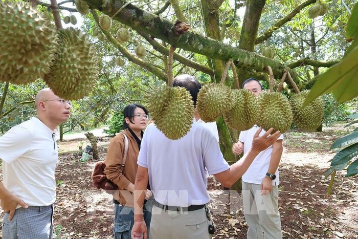 Đoàn thương nhân từ Hà Nam, Trung Quốc, lần đầu tiên đến Đắk Lắk, tìm kiếm cơ hội kinh doanh trong 20 ngày, nhưng đã chốt hợp đồng ngay trong ngày đầu tiên. Ảnh: Kha Phạm - TTXVN