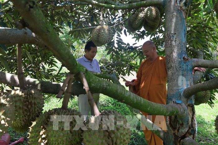 Tại xã K'rông Pắc, tỉnh Đắk Lắk, có những tổ chức tôn giáo tham gia hợp tác xã để thực hiện cùng quy trình canh tác sầu riêng chuẩn, đạt tiêu chuẩn hữu cơ. Ảnh: Kha Phạm - TTXVN