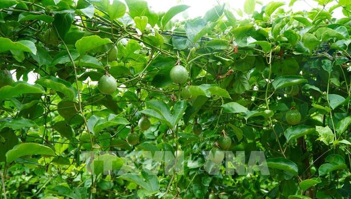 Mô hình trồng chanh dây ngọt của Hợp tác xã Nông nghiệp Kim Ngân Thái Bình, xã Tiểu Cần cho hiệu quả bước đầu. Ảnh: Thanh Hòa - TTXVN
